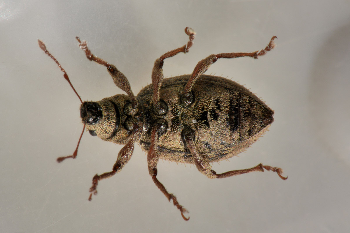 Curculionidae:  Sciaphilus asperatus